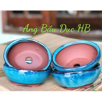 Chậu Ang bầu dục hoả biến 